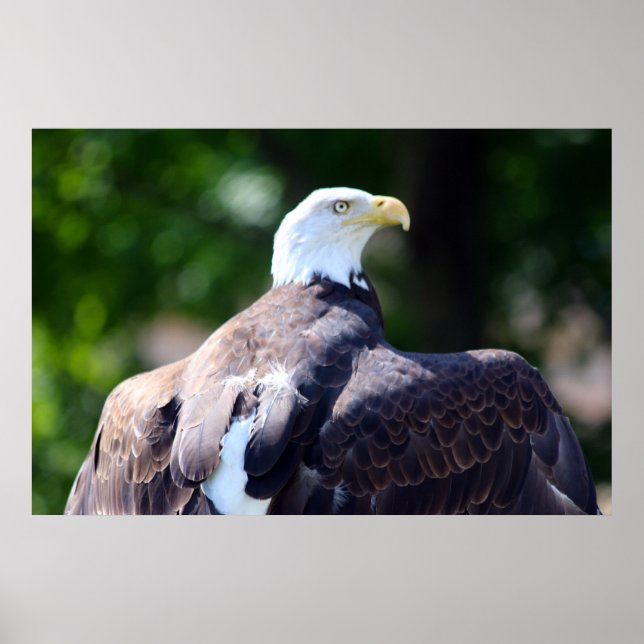 Poster Bald Eagle (Frente)