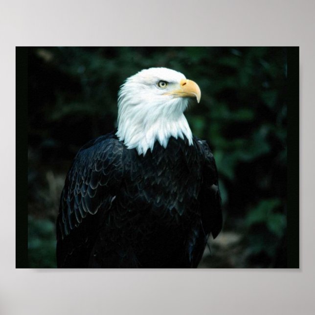 Póster Bald Eagle (Frente)