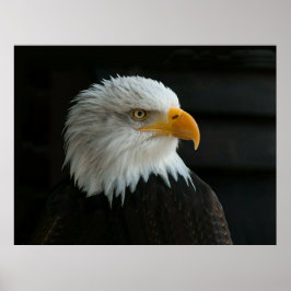 PÓSTER BALD EAGLE