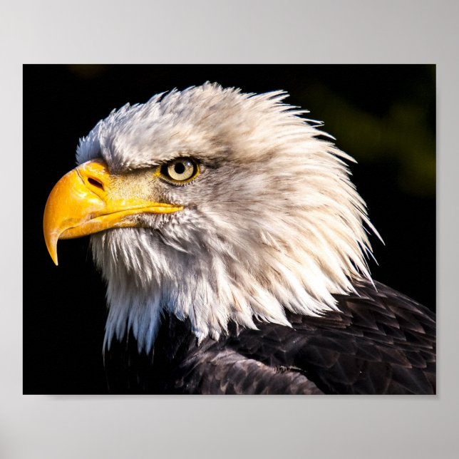 Poster Bald Eagle (Frente)