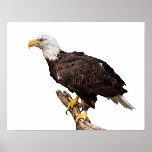 Poster Bald Eagle