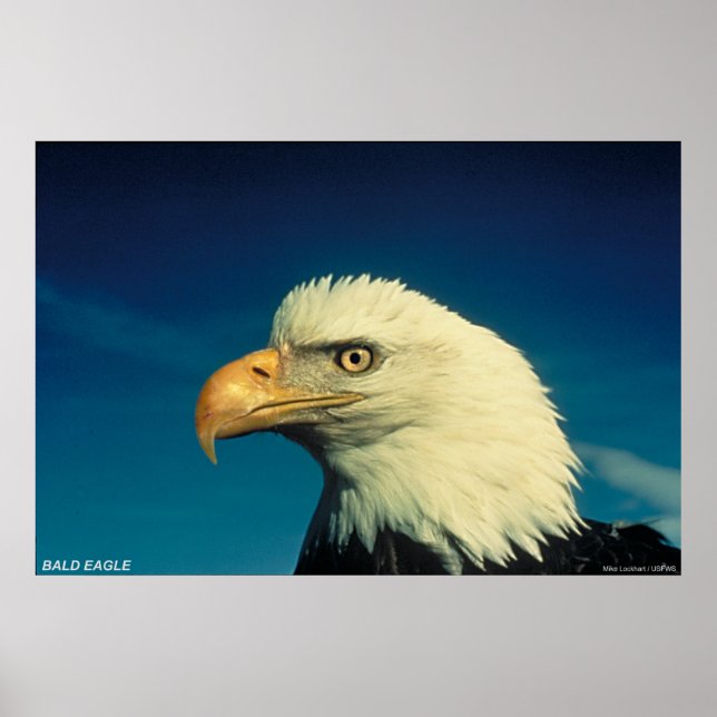 Póster Bald Eagle (Frente)