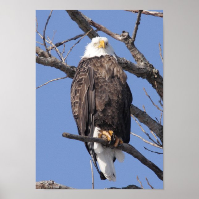 Poster Bald Eagle 2010 (Frente)