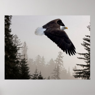 Poster Bald Eagle A Soar Através Da Mist