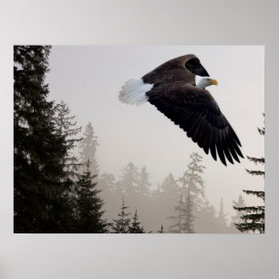 Poster Bald Eagle A Soar Através Da Mist