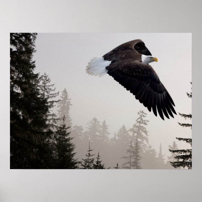 Poster Bald Eagle A Soar Através Da Mist (Frente)