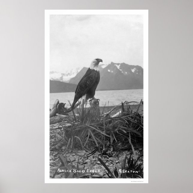 Poster Bald Eagle Alaska 1920 (Frente)