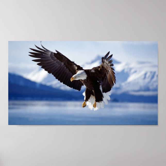 PÓSTER BALD EAGLE EM ALASKA (Frente)