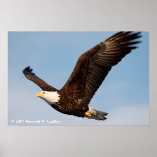 Poster Bald Eagle em Voo