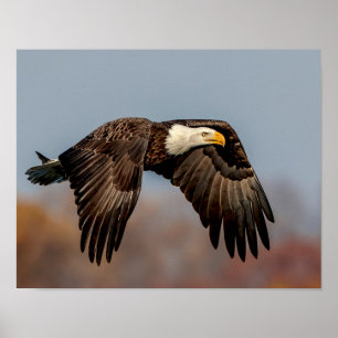 Póster Bald Eagle em voo