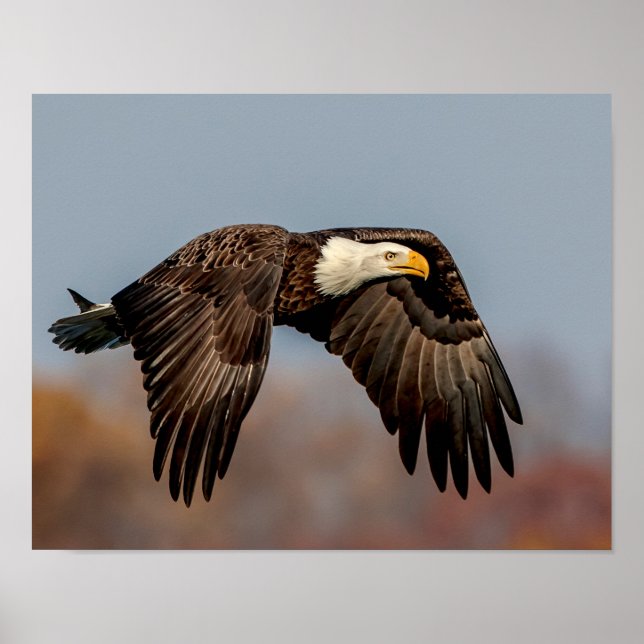 Póster Bald Eagle em voo (Frente)