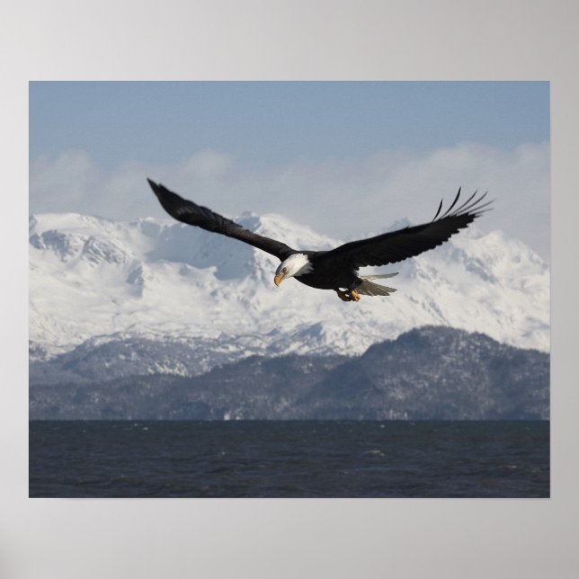 Póster Bald Eagle em Voo, Haliaeetus leucocephalus, (Frente)