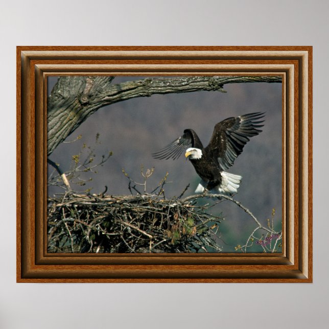 Poster Bald Eagle 'Framed Impressão' (Frente)