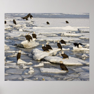 Póster Bald Eagle, Haliaeetus leucocephalus, Homer, 2