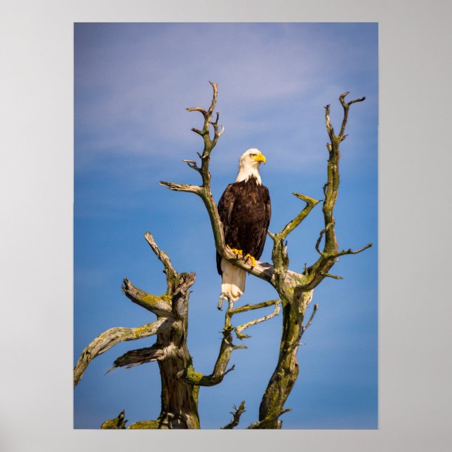 Poster Bald Eagle, Ilhas do Golfo do Sul, BC (Frente)