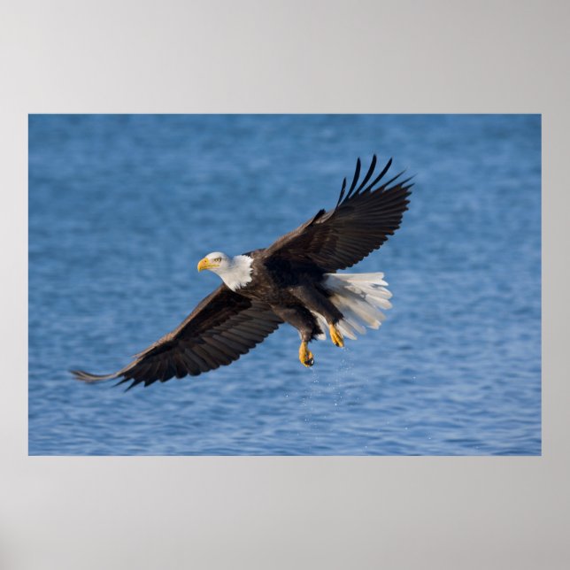 Poster Bald eagle in flight (Frente)