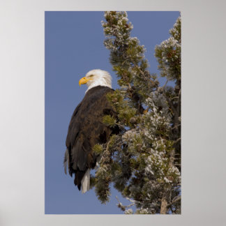 Póster Bald Eagle in Pine Yellowstone National Park