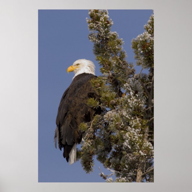 Póster Bald Eagle in Pine Yellowstone National Park (Frente)