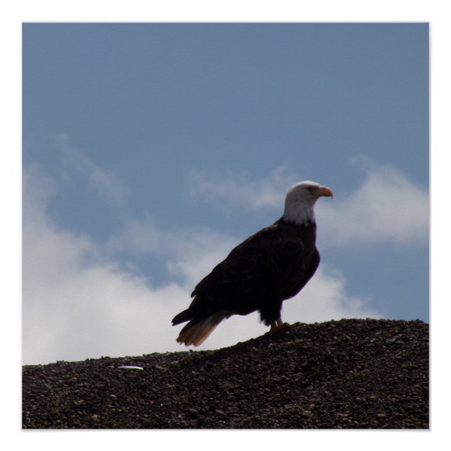 Póster Bald Eagle on High Ground Glossy Poster (Frente)