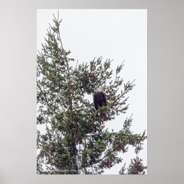 Poster Bald Eagle P2825 (Frente)