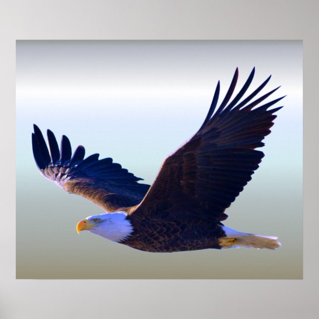Poster Bald Eagle Voando (Frente)