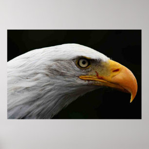 Poster Bald Eagle wapcn