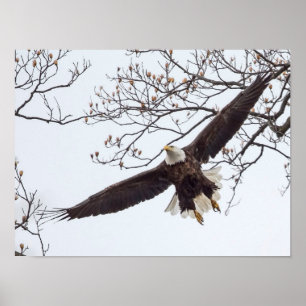 Poster Bald Eagle Wingspread