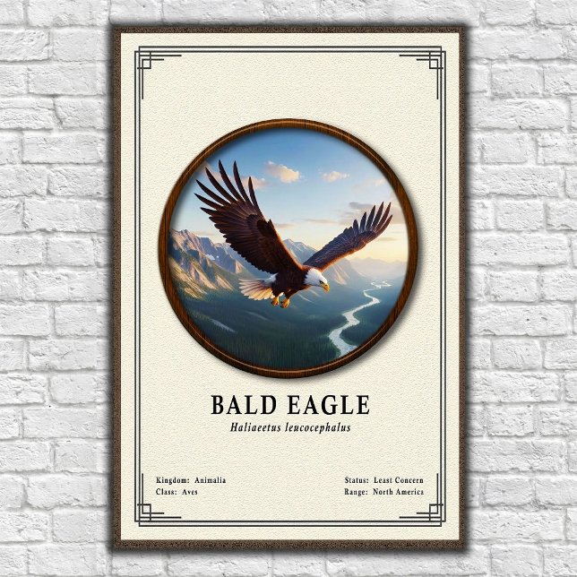 Poster Bald Eagle Zoology Series (Criador carregado)
