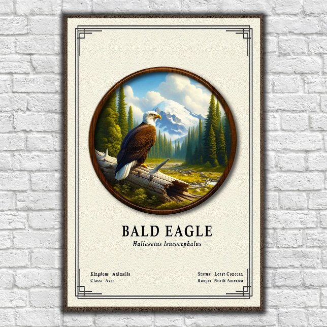 Poster Bald Eagle Zoology Series (Criador carregado)