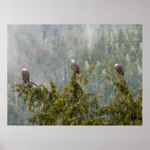 Poster Bald Eagles   Floresta Nacional do Alasca em Tonga