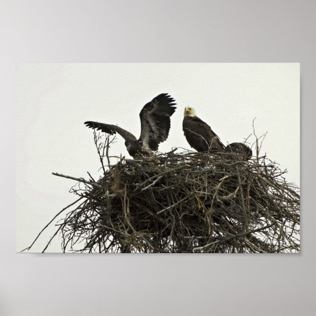 Poster Bald Eagles nidificando nas ilhas e no Visitor Oce (Frente)
