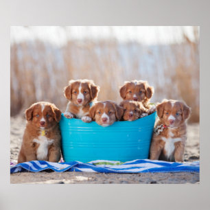 Póster Balde dos filhotes de cachorro na praia