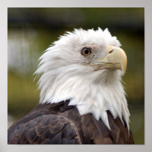 Póster baldeagle10x10