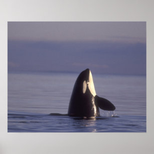 Poster Baleia Assassina Orca Spyhopping (Orca orcinus) pe