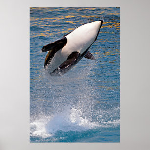 Poster Baleia assassina saltando da água