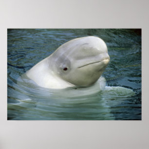 Póster Baleia Beluga, Delphinapterus leucas)
