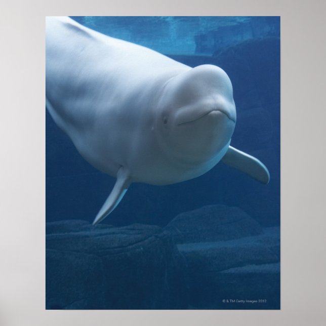 Póster Baleia de Beluga (Delphinapterus leucas) (Frente)