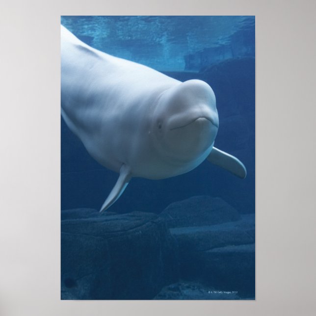 Póster Baleia de Beluga (Delphinapterus leucas) (Frente)