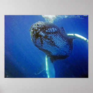 Póster Baleia de Humpback