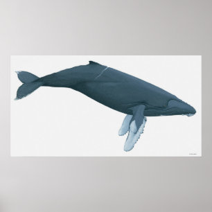 Póster Baleia de Humpback