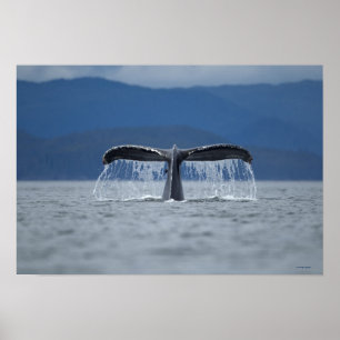 Póster Baleia de Humpback 2