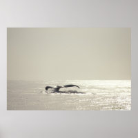 Baleia-jubarte, cauda sobre a superfície da água