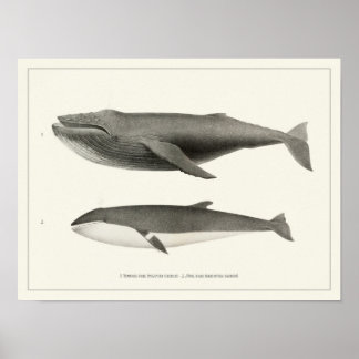 Poster Baleia-jubarte e baleia-minke