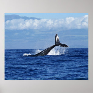 Poster Baleia Jubarte Mergulhando no Oceano, Nadadeira Ca