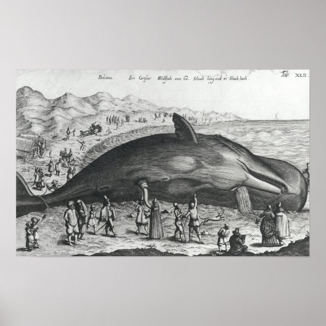 Póster baleia morto (Frente)
