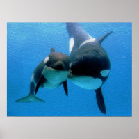 Baleia Orca Com Vitelo