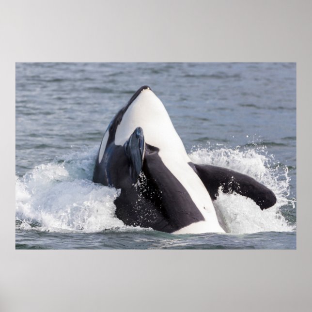 Póster Baleia Orca saltando (Frente)