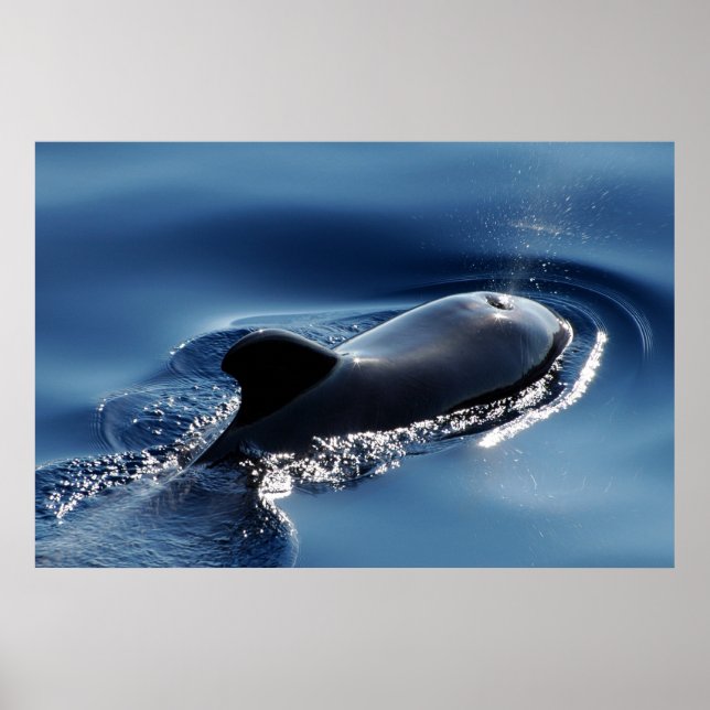 Póster Baleia-piloto (Frente)