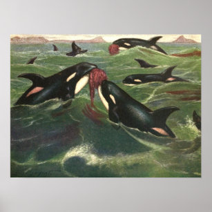 Póster Baleias-Assassinas ou Orcas, Mamíferos Marinhos