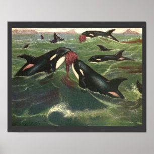 Póster Baleias Assassinas ou Orcas Vintage, Mamíferos Mar